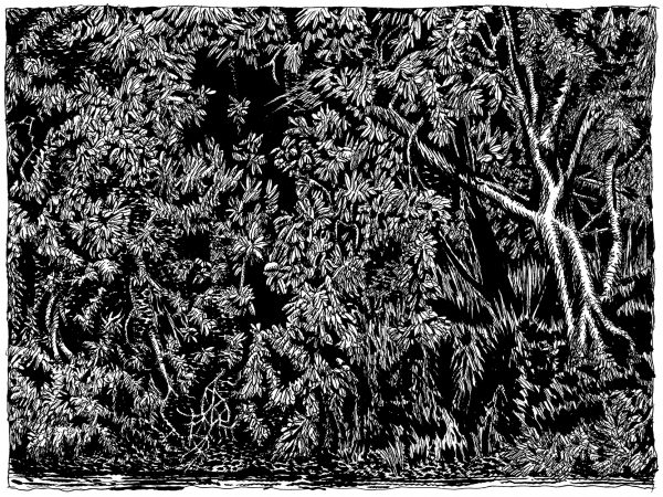 Ink drawing of the north bank of the American River near the Watt Avenue overpass in Sacramento, California. Leaves hang thick from the trees, hiding trunks and limbs in darkness, although on the right side of the image, weeds and a few trees can be seen growing near the water’s edge.