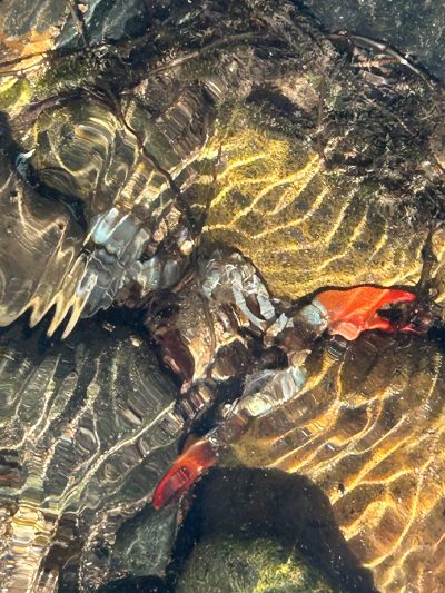 Photo of a dead crab or crawdad underwater. The creature is difficult to see because of the rippled surface of the water, but its body is light blue and its claws red.