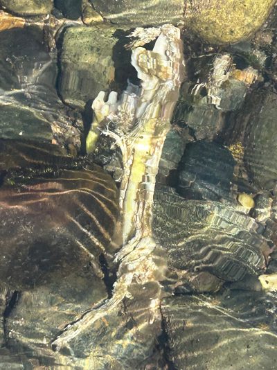 Photo of an unknown creature’s leg bone lying a few inches underwater in a river. Some flesh, skin, and ligaments still cling to the bone, although it is mostly decomposed. At one end of the bone there are even protrusions that look like teeth.